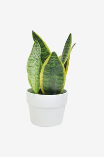 Costa Farms Snake, Sansevieria Mother-In-Law's Tongue in Mid-Century Modern Plante