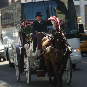 NEW YORK, NY - APRIL 21: A carriage horse and driver travel down the street near Central Park on April 21, 2014 in New York City. New York Mayor Bill de Blasio, a Democrat, made a campaign pledge to ban carriages in Central Park. As the horse carriage industry, which mainly takes tourists through the park, has come under criticism from animal welfare agencies, many New Yorkers are voicing their support for the horses and drivers. On Saturday animal welfare activists protested in front of actor Liam Neeson's home after he wrote a newspaper piece in support of the carriage horses. (Photo by Spencer Platt/Getty Images)