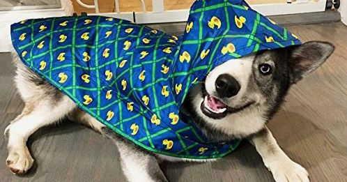 best dog rain jacket