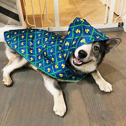 how do i protect my dog from rain