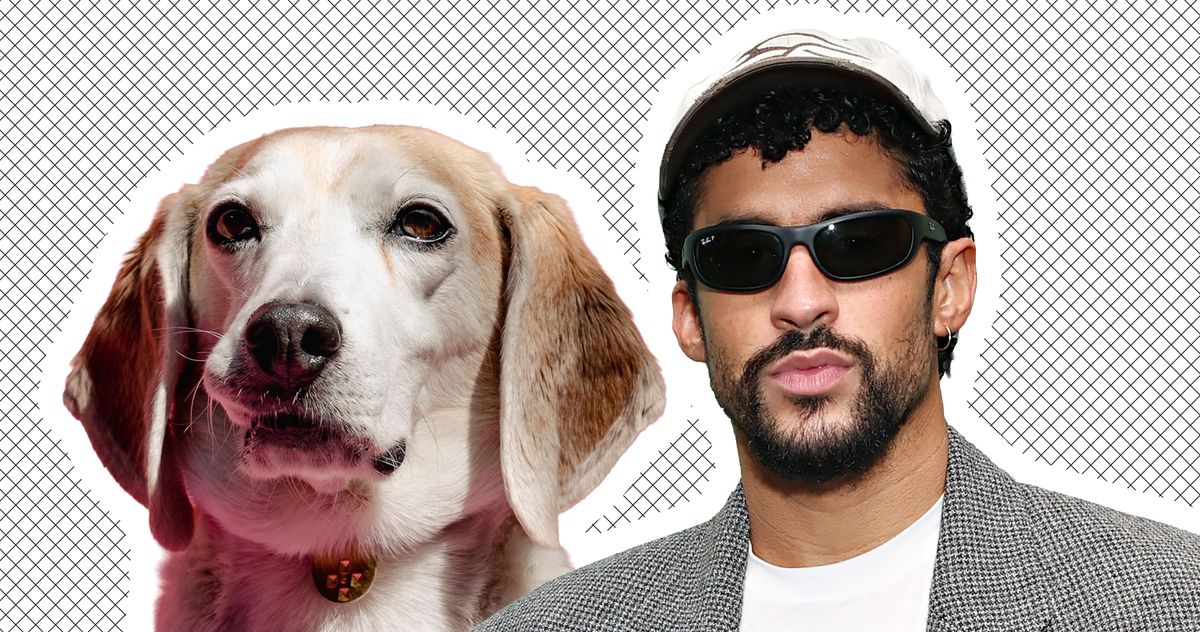 Bad Bunny, Good Dog
