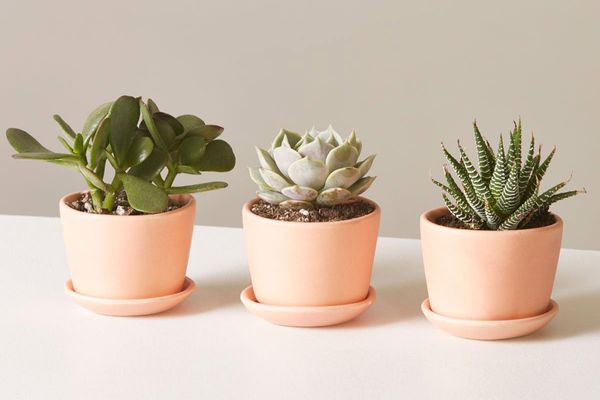 The Sill Succulent Trio