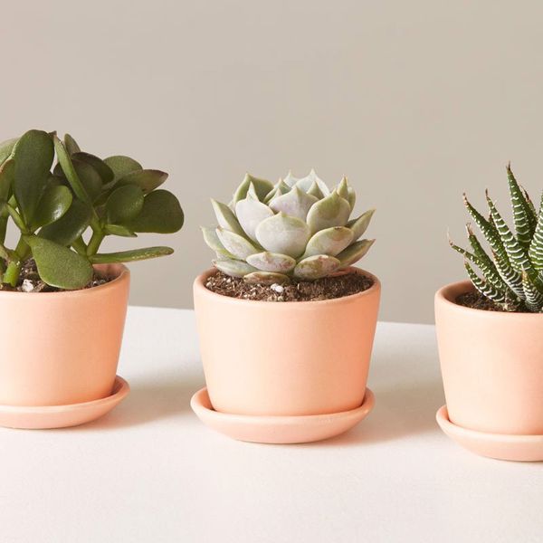 The Sill Succulent Trio