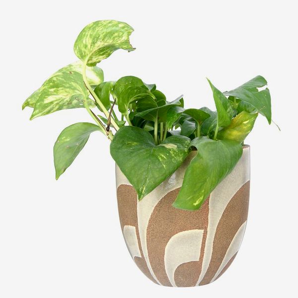AllModern Bova Terracotta Pot Planter