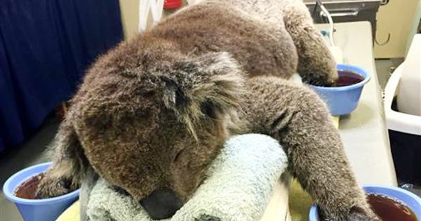 Someone Please Get These Injured Koalas Their Mittens