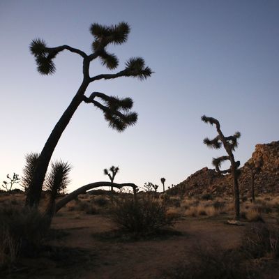 Joshua Tree.