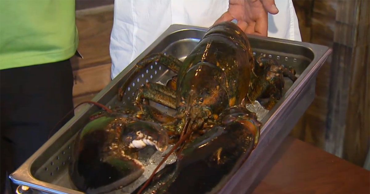 Ancient Viral Lobster Killed In Sad Attempt To Save It