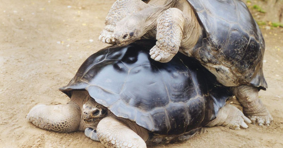 This Celebrity Tortoise Breakup Is Honestly Very Inspiring