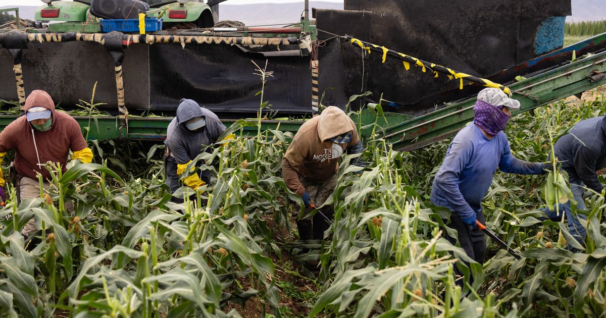 Trump's Mass-Deportation Mania May Boost Food Prices