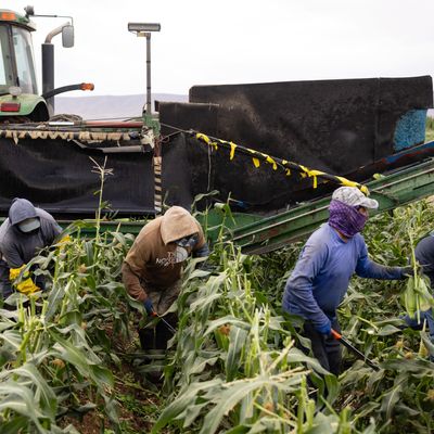 Corn Harvest In Washington