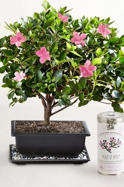1-800-Flowers Azalea Bonsai