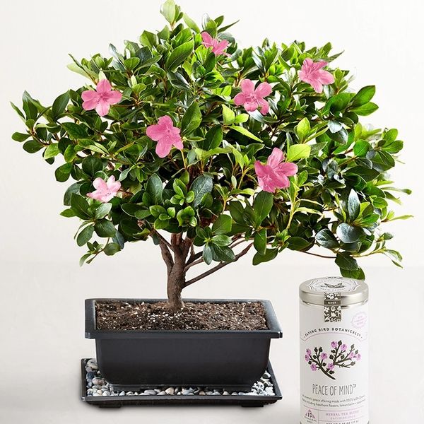 1-800-Flowers Azalea Bonsai