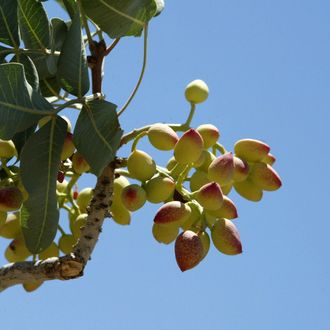 Climate Change Is Destroying California’s Pistachio Trees