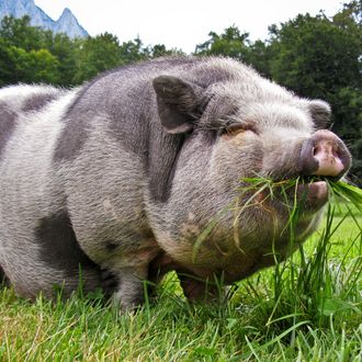 Pot bellied pig