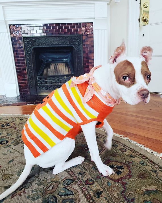 A Bunch of Dogs Dressed Up in Halloween Costumes