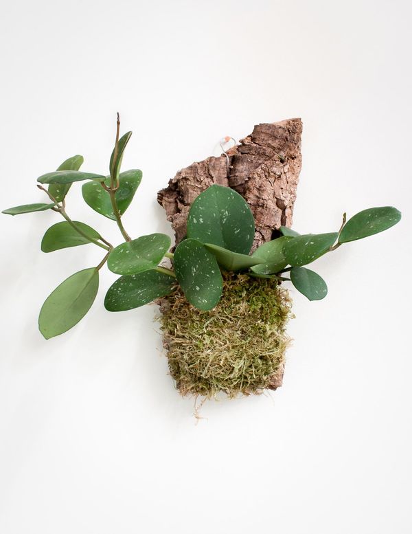 Hoya Cork Mount