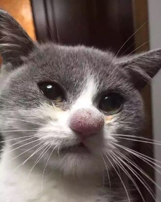 Cat with hot sale big nose