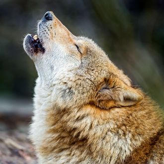 Download Wolf Howls Have A Signature Shape Science Of Us
