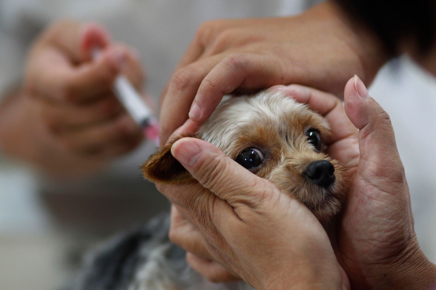 should a dog be vaccinated every year