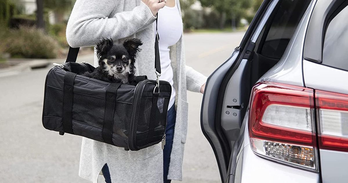 10 Best Dog Carriers 2022 | The Strategist