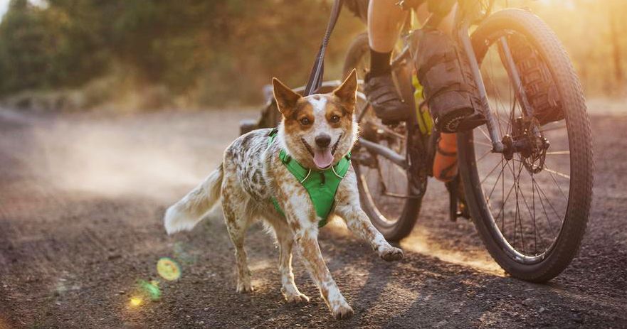 one step dog harness