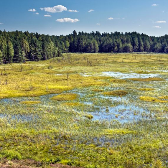 Marshes in Cepkeliu National Nature Reserve, Lithuania