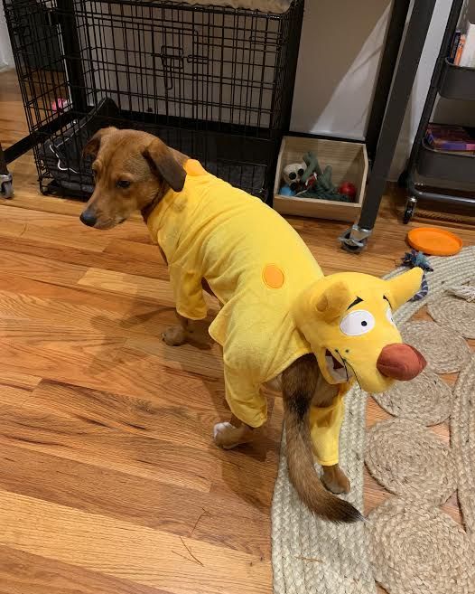 A Bunch of Dogs Dressed Up in Halloween Costumes