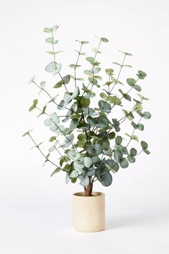 Medium Eucalyptus in Pot - Threshold designed with Studio McGee