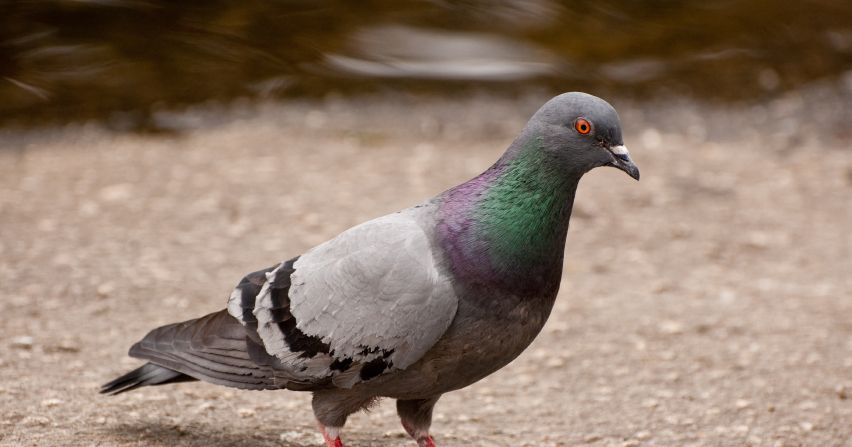 How Do Pigeons Navigate?