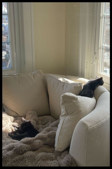 Two black kittens sleeping on a round oversized chair.