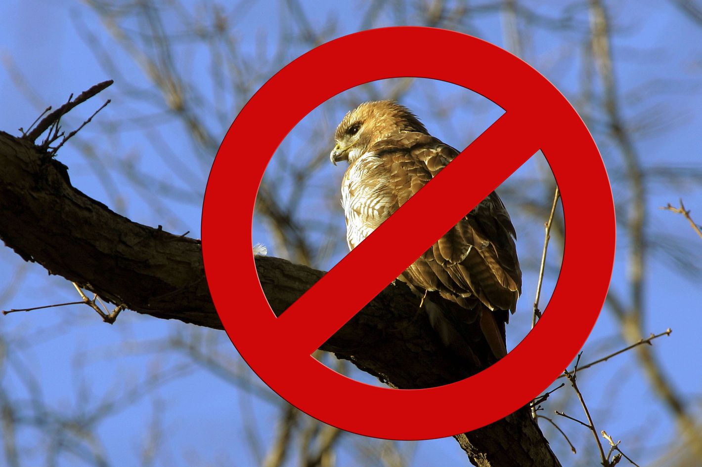 red tailed hawk cam