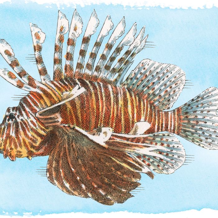Lionfish are indigenous to the Indo-Pacific area.