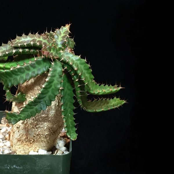 Euphorbia stellata #1