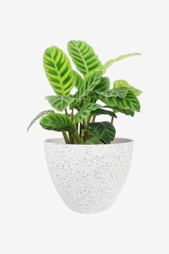 Kubvici Indoor Plant Pots Planters 8 inch Plastic Planter with Hole & Saucer Modern Decorative for Outdoor Garden Home White x 3 Pack 