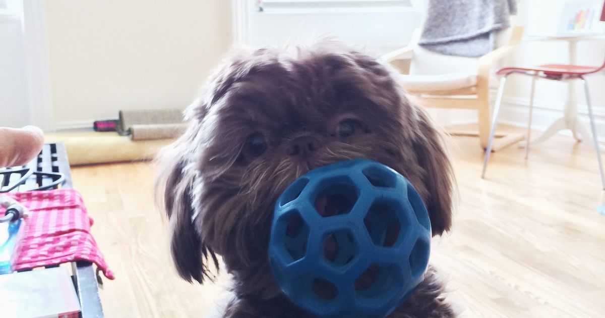The Best Dog Toys 