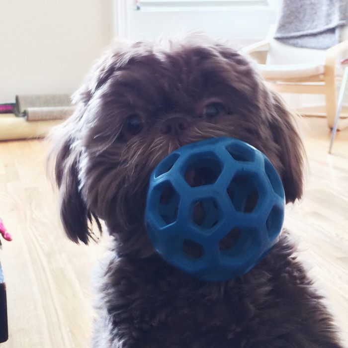 soft rubber dog balls