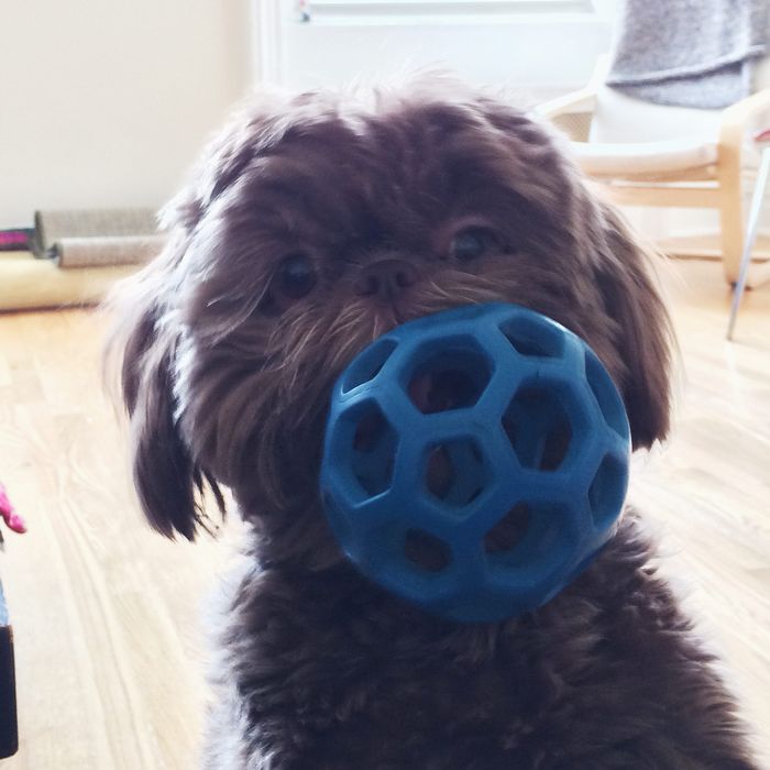 stuffed porcupine dog toy