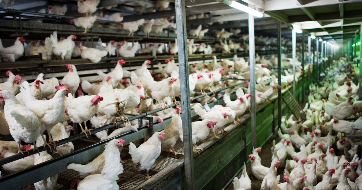 A Mysterious Bird Flu Is Killing Record Numbers of Chickens