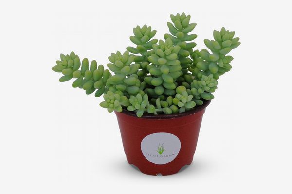 Donkey-Tail Succulent Cluster