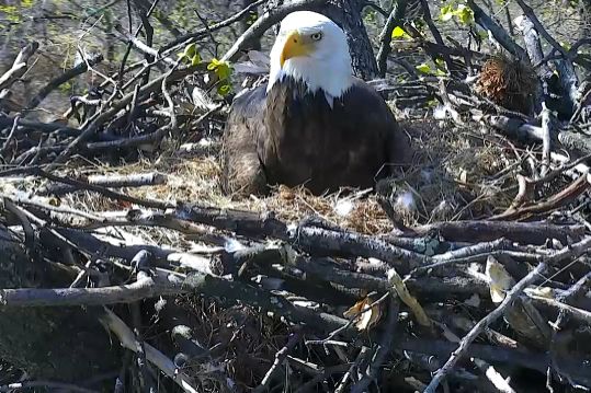 This Live Eagle Cam Has Really Been Doing It for Me This Week