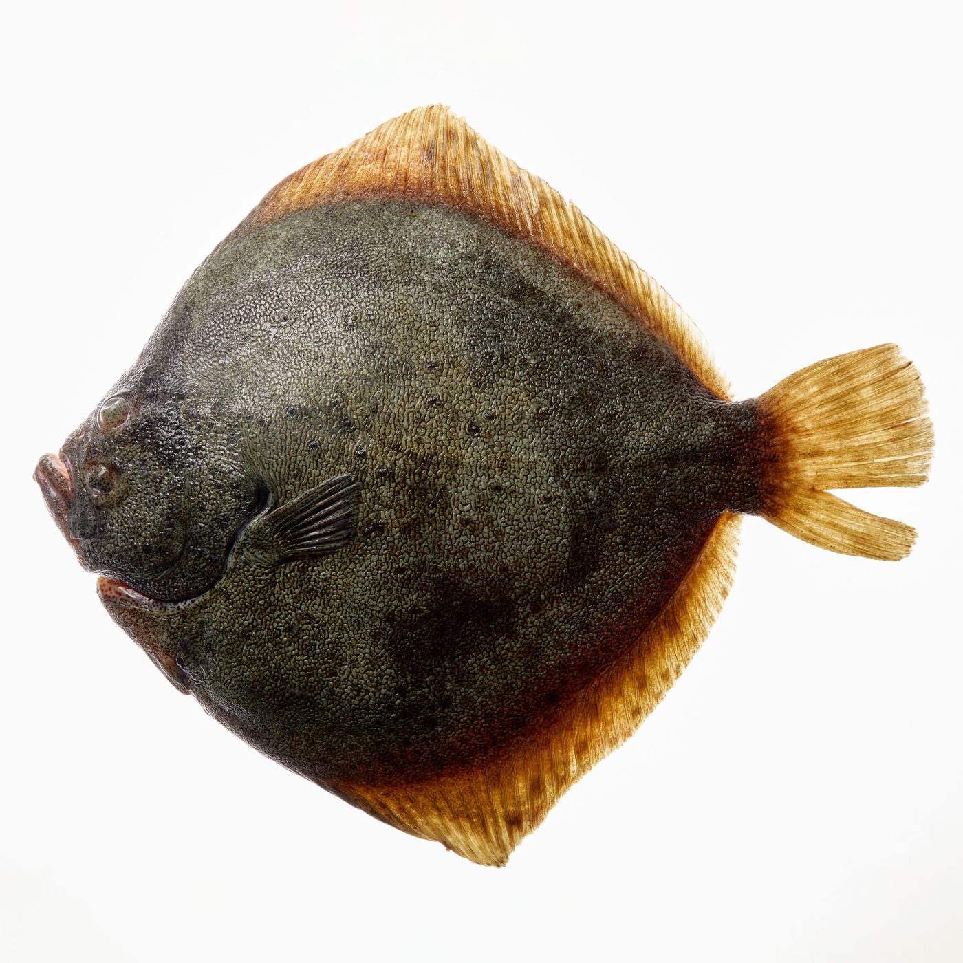 Wholesale Alaskan Flatfish & Flounder