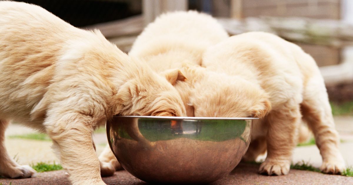 The Very Best Dog Food for Puppies - New York Magazine
