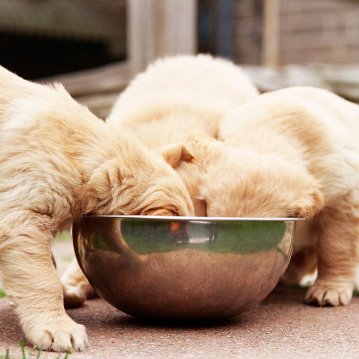 what is the best food for small breed puppies