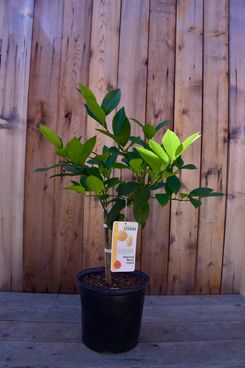 Improved Meyer Semi-Dwarf Lemon Tree