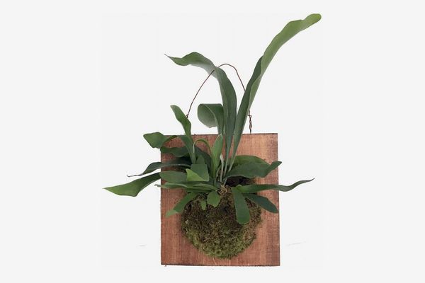 Hirt's Gardens Large Mounted Staghorn Fern, 10-Inch by 9-Inch Walnut Stain Plaque