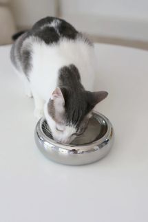 Catenary Halo Cat Bowl - Chrome