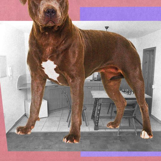 Best NYC Apartments for Rent The Top Listings Available Now