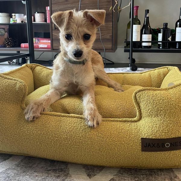 Jax & Bones Lounge Bed