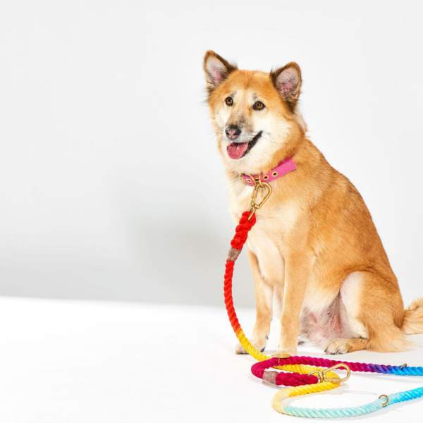 23 Best Dog Leashes 2020 | The 
