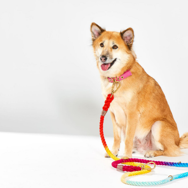 designer dog collars and leashes